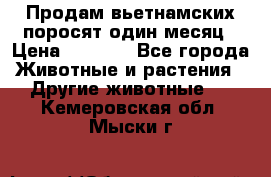 Продам вьетнамских поросят,один месяц › Цена ­ 3 000 - Все города Животные и растения » Другие животные   . Кемеровская обл.,Мыски г.